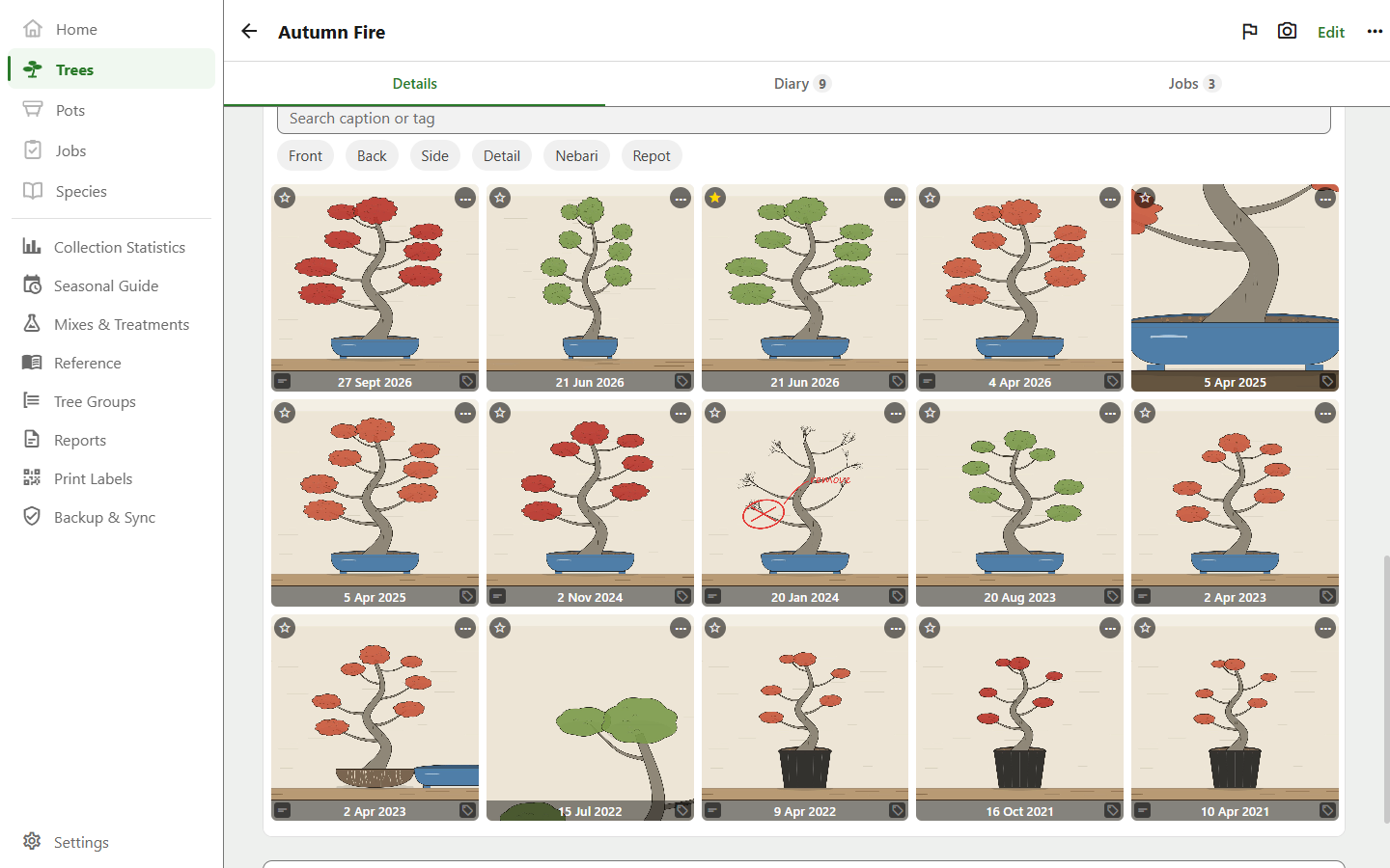 A tree's photo gallery, several years of shots in date order.